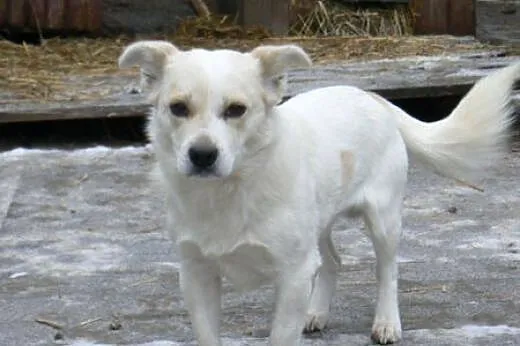 Kremuś - pilnie do adopcji !! , mazowieckie Warszawa