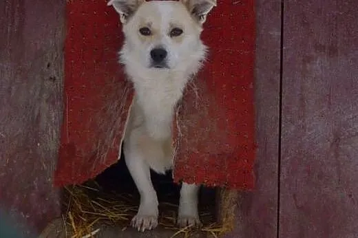 Kremuś - pilnie do adopcji !! ,  mazowieckie Warsz
