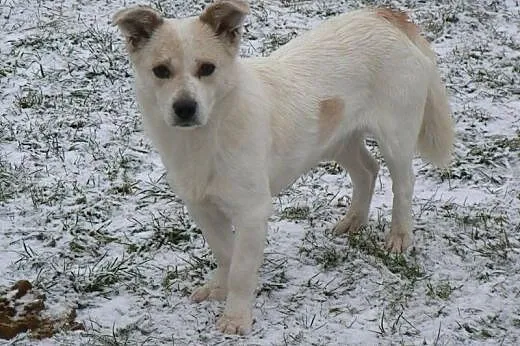 Kremuś - pilnie do adopcji !! ,  mazowieckie Warsz