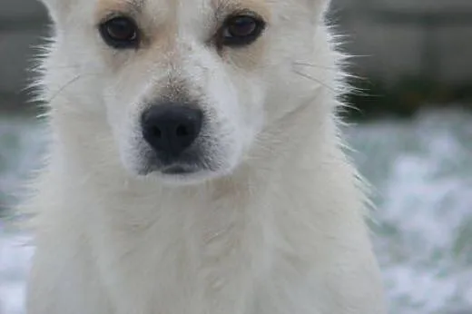 Kremuś - pilnie do adopcji !! ,  mazowieckie Warsz