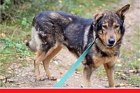 Duży 30 kg, starszy,przyjacielski,kontaktowy pies DŻEKI.Adopcja,  małopolskie Kraków