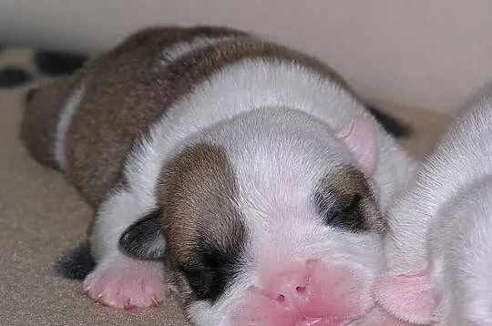 Buldog angielski, rodowodowe szczenięta ZKwP, FCI 