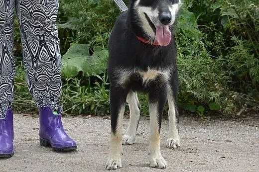 Elza sunia w typie husky szuka odpowiedzialnego do