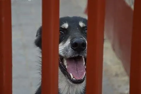 Elza sunia w typie husky szuka odpowiedzialnego do