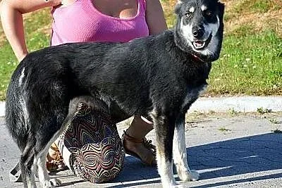 Elza sunia w typie husky szuka odpowiedzialnego do