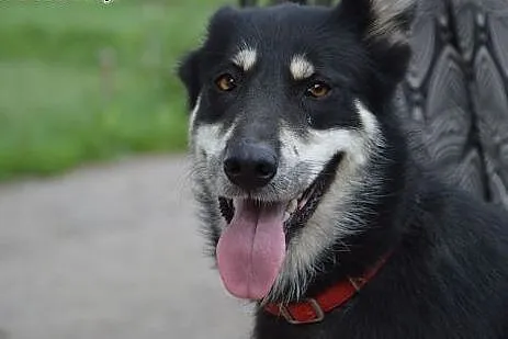Elza sunia w typie husky szuka odpowiedzialnego do