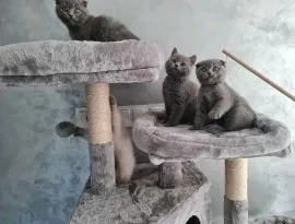 ..Kocieta brytyjskie koteczki email :{{juliapietrzak54@gmail.com}]