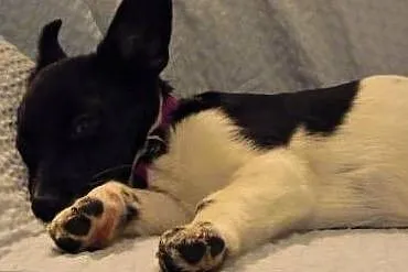 NERA - delikatna i wrażliwa, 5 miesięczna sunia do adopcji