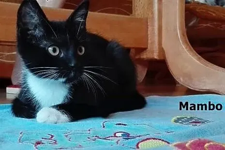 4-miesięczne kocięta szukają domów!,  dolnośląskie