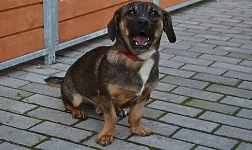 Bobasek roczny psiak szuka domku!!!, dolnośląskie