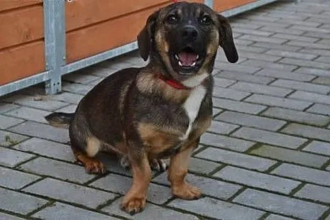Bobasek roczny psiak szuka domku!!!,  dolnośląskie