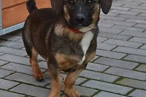 Bobasek roczny psiak szuka domku!!!,  dolnośląskie