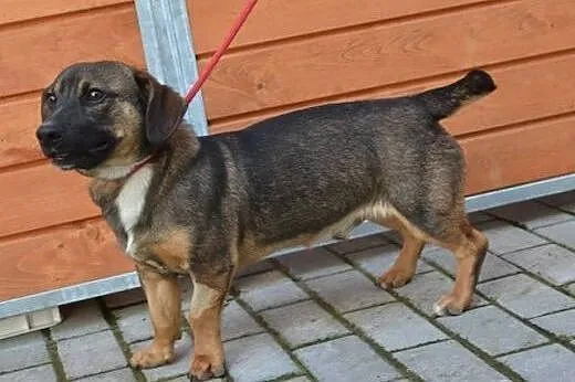 Bobasek roczny psiak szuka domku!!!,  dolnośląskie