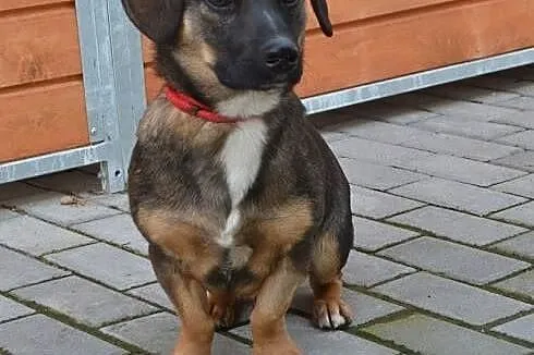 Bobasek roczny psiak szuka domku!!!,  dolnośląskie