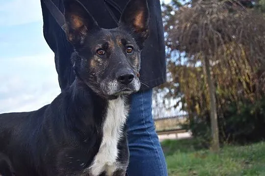 Elektra, bezkonfliktowa, pogodna suczka RODZINNA s