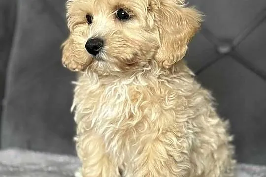 Szczeniaki rasy Maltipoo