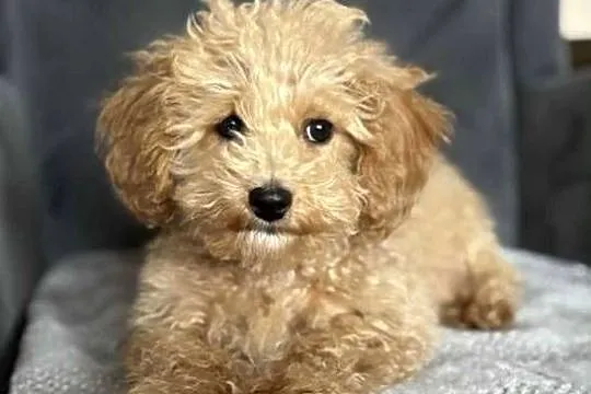 Szczeniaki rasy Maltipoo, Świętokrzyskie, Kielce