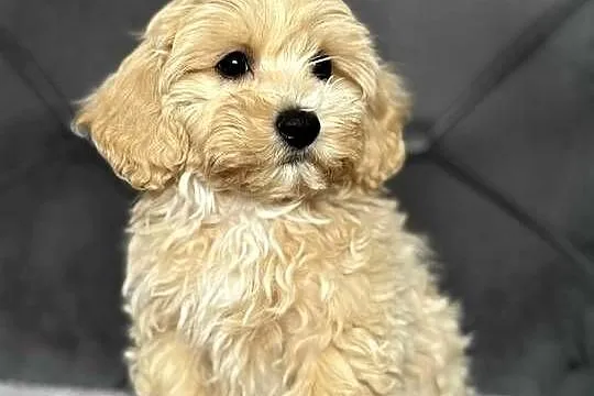 Szczeniaki rasy Maltipoo, Świętokrzyskie, Kielce