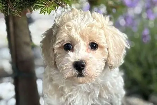 Szczeniaki rasy Maltipoo, Świętokrzyskie, Kielce