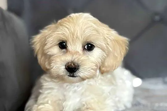Szczeniaki rasy Maltipoo, Świętokrzyskie, Kielce