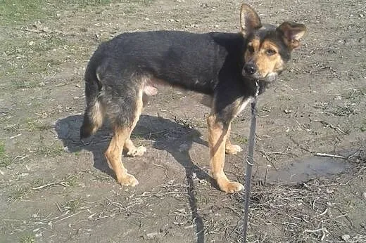 ABIS - cudowny pies pragnie miłości człowieka,  ma