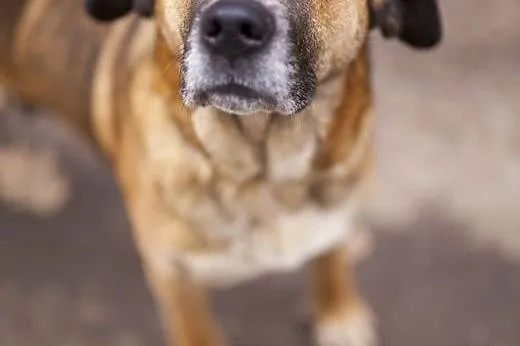 Nessa – duża, 4 letnia cudowna sunia szuka domu,  łódzkie Łódź