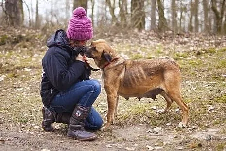 Nessa – duża, 4 letnia cudowna sunia szu