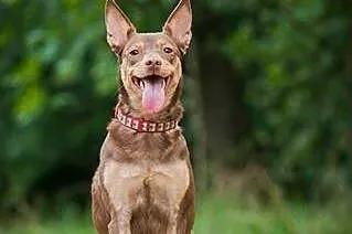Kelpi, kontaktowa, aktywna suczka w typie KELPIE do adopcji!