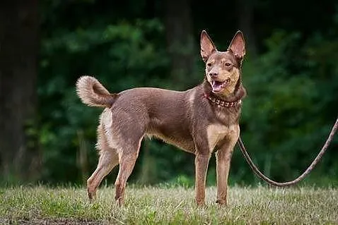Kelpi, kontaktowa, aktywna suczka w typie KELPIE d