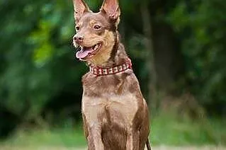 Kelpi, kontaktowa, aktywna suczka w typie KELPIE d