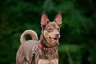 Kelpi, kontaktowa, aktywna suczka w typie KELPIE d