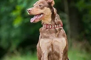 Kelpi, kontaktowa, aktywna suczka w typie KELPIE d