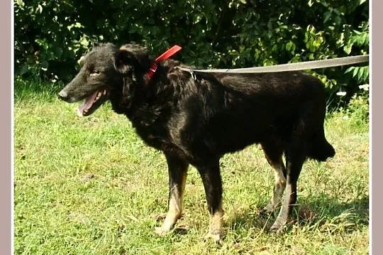 4 lata, 30 kg,łagodny,zrównoważony pies WIESIEK_Adopcja