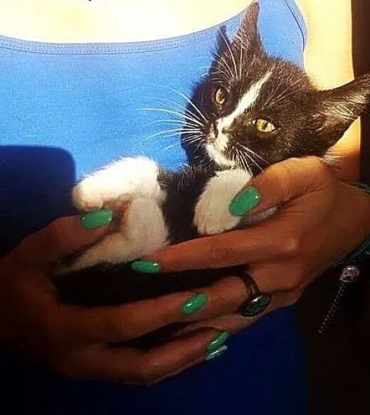 Pan Kotek maleński, samotny kociak - do adopcji,