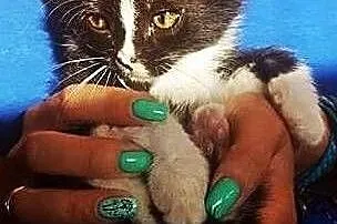 Pan Kotek maleński, samotny kociak - do adopcji,  