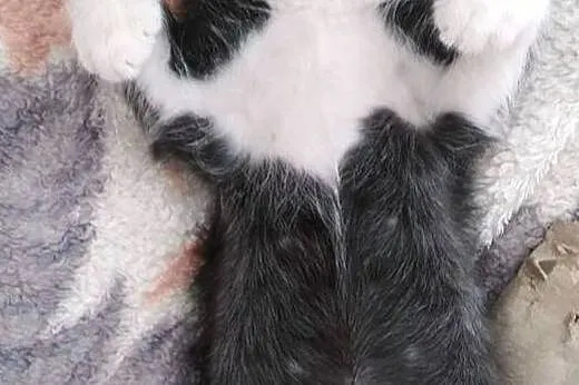 Pan Kotek maleński, samotny kociak - do adopcji,  