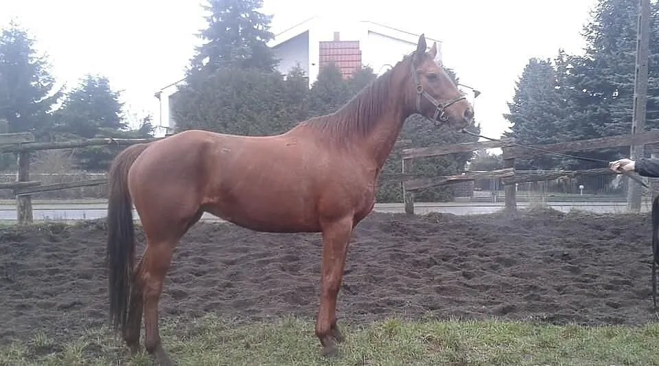 Sprzedam klacz Laurka po Grey