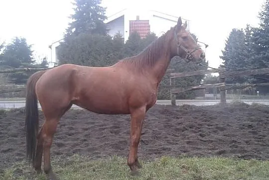 Sprzedam klacz Laurka po Grey