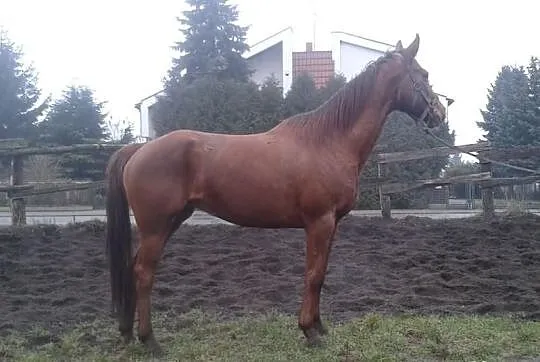 Sprzedam klacz Laurka po Grey
