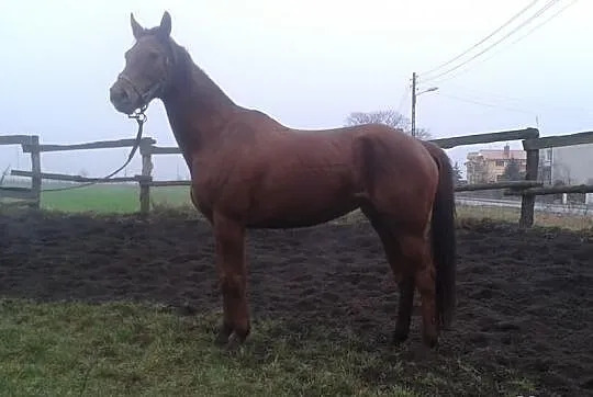 Sprzedam klacz Laurka po Grey