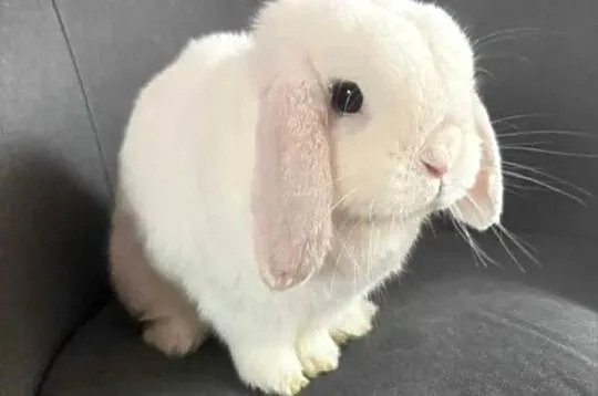 Mini lop wykastrowany legalna hodowla