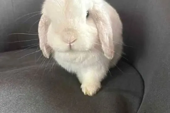 Mini lop wykastrowany legalna hodowla, Wielkopolskie, Turek