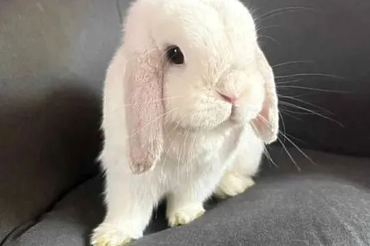 Mini lop wykastrowany legalna hodowla, Wielkopolskie, Turek