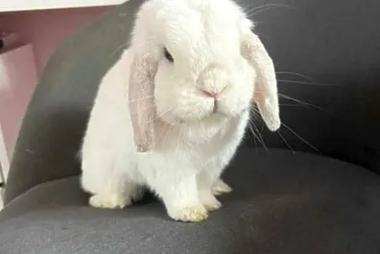 Mini lop wykastrowany legalna hodowla, Wielkopolskie, Turek