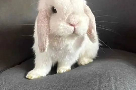 Mini lop wykastrowany legalna hodowla, Wielkopolskie, Turek