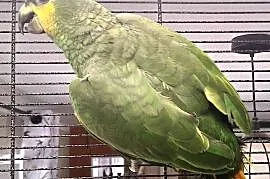 Papuga amazonka modrobrewa