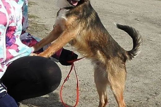 Mały, młody piesek Henio wygląda domu zza krat.,  