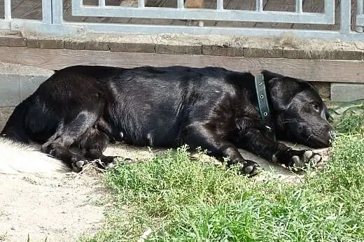 Viola przypomina odrobinę labladowa,  mazowieckie 
