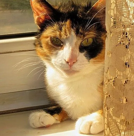 MILKA ❤ - DAMA Z CHARAKTEREM SZUKA DOMU