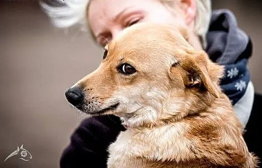 BALBINA śliczna psia dama już nie chce być sama,